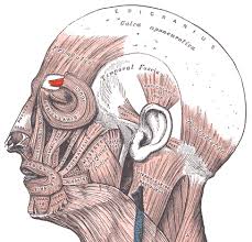 “Corrugator Supercilii” – Uwe Gille via Wikimedia Commons; adapted from Henry Vandyke Carter & Henry Gray, Gray’s Anatomy (1918), Plate 378. Public Domain.