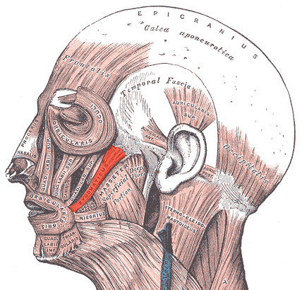 “Zygomaticus Major Muscle” – Adapted from Gray’s Anatomy of the Human Body (1918), Wikimedia Commons. Public Domain.