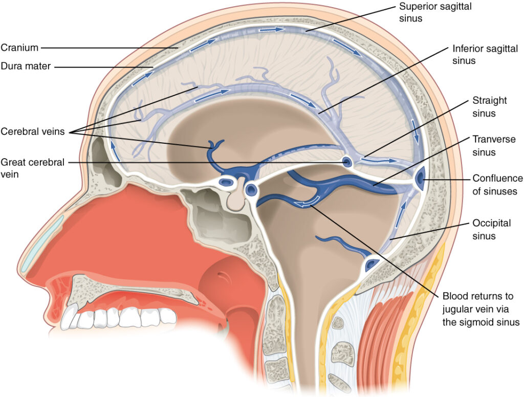 OpenStax. Brain Sinuses. In: Anatomy & Physiology, Version 8.25. Rice University, 2016. Available via Wikimedia Commons. Licensed under CC BY 4.0.